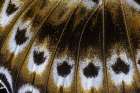 Butterfly wing close-up Art Print